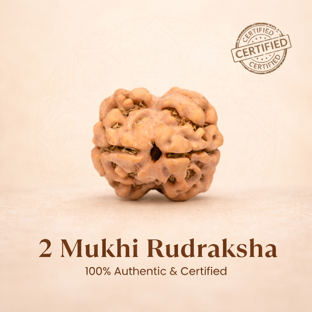 Nepal Origin 2 Mukhi Rudraksha - 17mm to 22mm